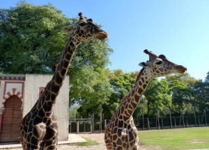 El zoológico de Buenos Aires nos permitirá ver animales exóticos y disfrutar de un ambiente agradable en familia